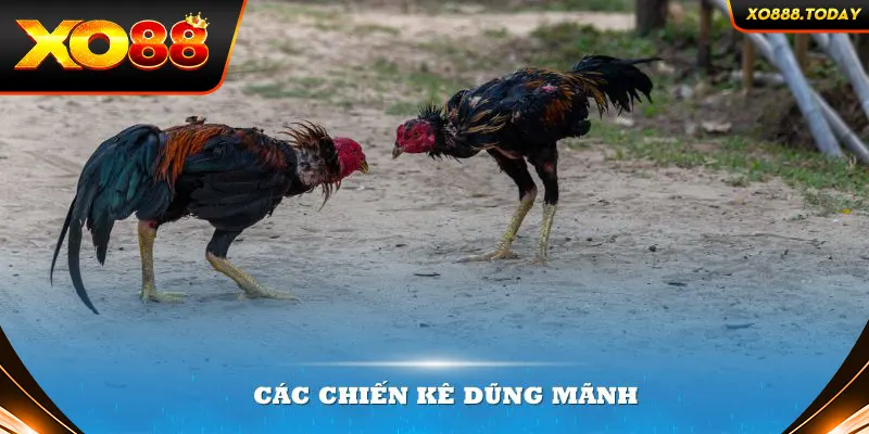 Sự hoành tráng trong trận đấu được thể hiện qua các chiến kê dũng mãnh